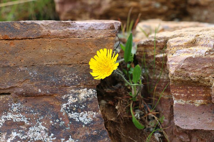 Yellow flower growing out of wall
